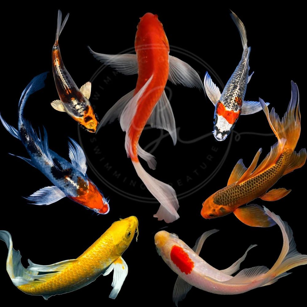 Live Fish Aquarium - 池や水槽用のアソートカラー活鯉（3～4匹）-6匹入りパック