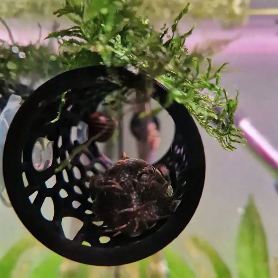 水槽の魚の隠れ家 ベタや小さな水槽の装飾用の吸盤付き黒い中空 - Aquarium Fish Games のレビューと価格