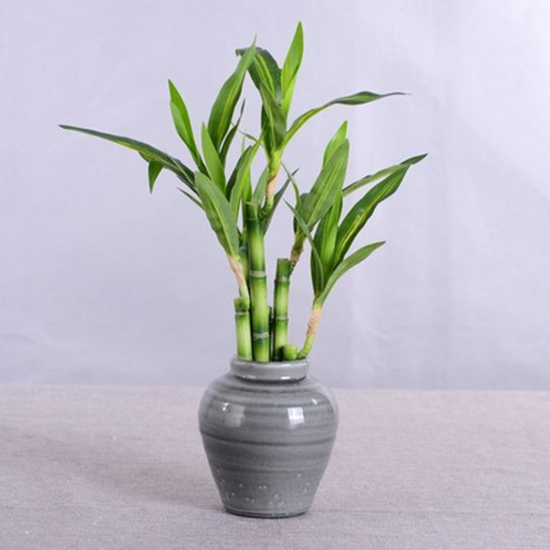 新しい40cm人工ラッキーバンブー多肉植物フェイクプラントフ - Aquarium Fish Names のレビューと価格