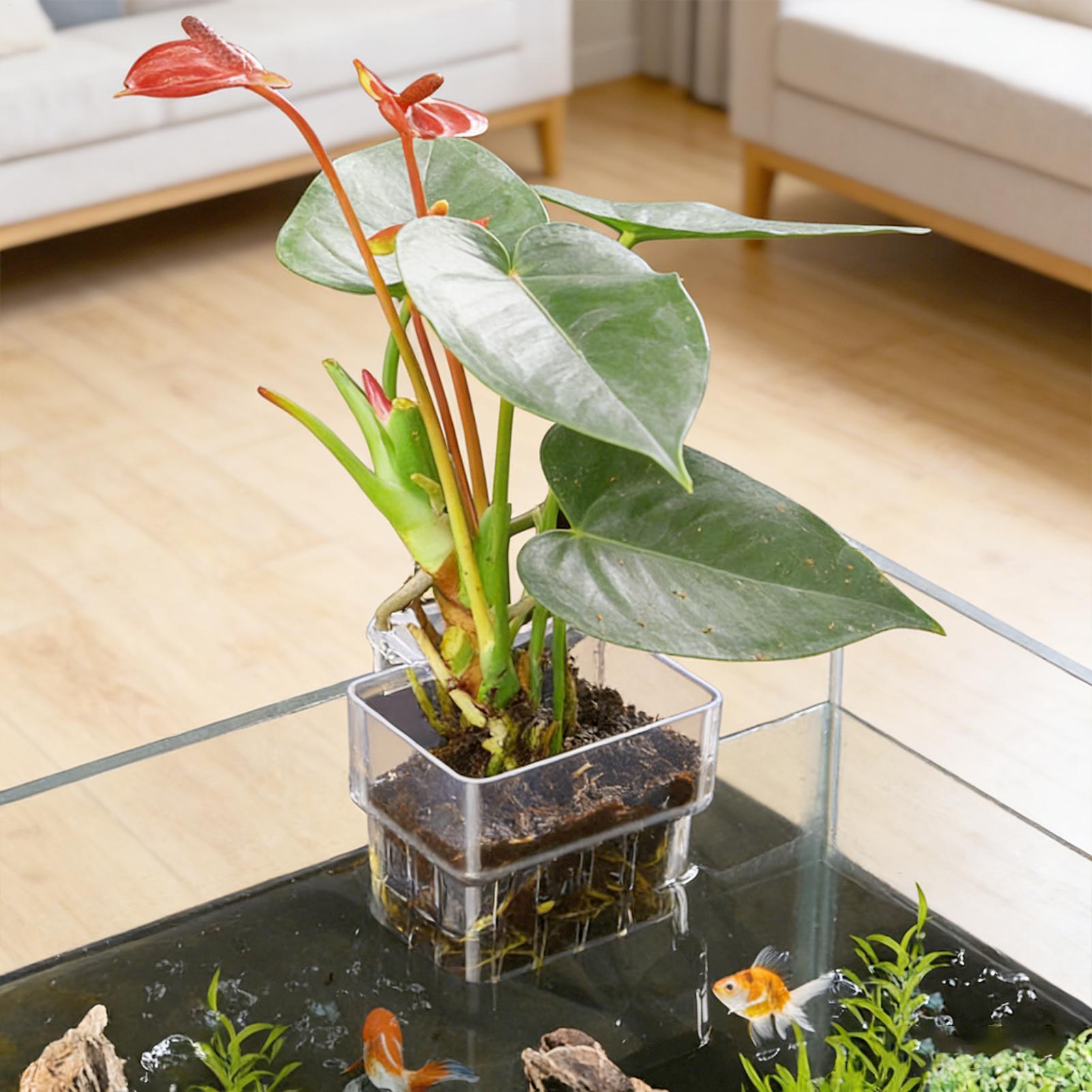 透明な吊り下げ式水槽植物ホルダーポット、水槽水耕栽培システム - Aquarium Fish Names のレビューと価格