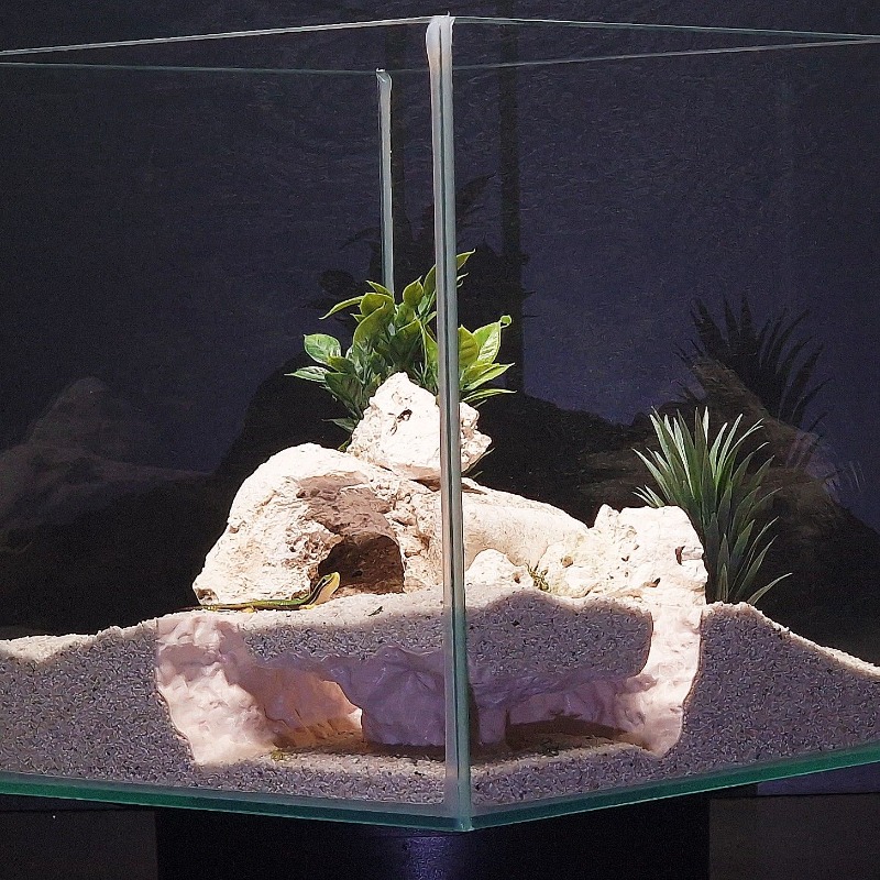 3Dプリント製水槽トンネルシェルター水槽装飾爬虫類隠れ家洞窟 - Aquarium Fish Games のレビューと価格